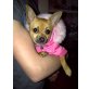 Lexy, Chihuahua kurzhaariger Schlag - Hündin