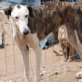Leyenda, Galga, kastriert, geb. ca. 2010 - Hündin