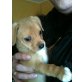 Leyla, Chihuahua und Terrier Welpen - Hündin