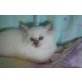 Leyla Samia, Ragdoll - Katze