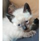 Leyla, Siam-Mix-unkompliziertes Kitten-mit Video - Katze