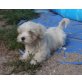 Lhasa Apso - Hündin