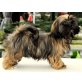 Lhasa Apso JungHündin RUPINI, VDH/KTR-Pap., Lhasa Apso - Hündin