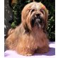 Lhasa Apso Junghündin aus VDH-Zucht, Lhasa Apso - Hündin