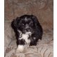 Lhasa-Apso /Malteser Welpen - Hündin