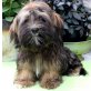 Lhasa Apso Prinzessin mit VDH/KTR-Ahnentafel, Lhasa Apso - Hündin