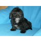 Lhasa Apso + Shih Tzu Welpen - Hündin