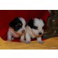 Lhasa Apso - Shih Tzu Welpen  Welpen - Hündin