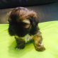 Lhasa Apso Welpen - Hündin
