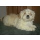 Lhasa Apso Welpen - Rüde