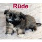 Lhasa Apso Welpen - Rüde