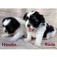Lhasa Apso Welpen - Rüde
