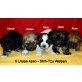Lhasa Apso Welpen - Rüde