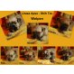 Lhasa Apso Welpen - Rüde