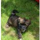 Lhasa Apso Welpen - Rüde