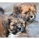 Lhasa Apso Welpen aus VDH-Hobbyzucht, Lhasa Apso Welpen - Hündin