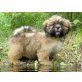 Lhasa Apso Welpen aus VDH-Hobbyzucht , Lhasa Apso Welpen - Rüde