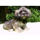 Lhasa Apso Welpen aus VDH-Hobbyzucht, Lhasa Apso Welpen - Rüde