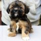 Lhasa Apso Welpen aus VDH-Hobbyzucht - SOFORT, Lhasa Apso Welpen - Hündin