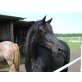 Li, Friese/Welsh Cob - Stute