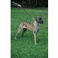LiMay, Deutsche Dogge - Hündin