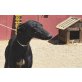 Lia, Galgo Español - Hündin