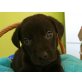 Liam, Weimaraner Mischling Welpen - Rüde