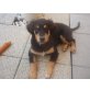 Lian, Australian Shepard/BorderCollie Welpen - Rüde