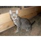 Liana, Liana sucht ihre Menschen - Katze
