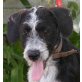 Liana - ein aufgewecktes Hundekind! - Hündin