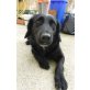 Liane, Flat Coat Retriever Mix ? - Hündin