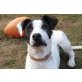 Lianna, Dalmatiner-Ratonero  Bodeguero Andaluz-Mix Welpen - Hündin