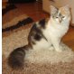 Libell, Türkisch Angora/ Main Coon - Katze