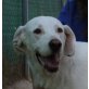 Libre, Dalmatiner Labrador Mix - Hündin
