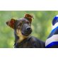 Lidia, Pinscher Mischling Welpen - Hündin