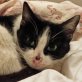 Lidia, schwarz/weiße - Katze