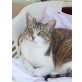 Liebe Einzelkatze Angelica, EKH und Hauskatze - Katze