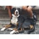 Liebe GSS Hündin, Grosser Schweizer Sennenhund - Hündin