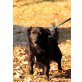 Liebe Hundedame CHERRY sucht ein Zuhause!! - Hündin