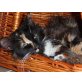 Liebe Katze Pineapple, Langhaar-Mix - Katze