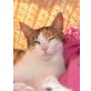   Liebe Katze Rana wurde fast vergiftet , EKH und Hauskatze - Katze