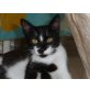 Liebe Katze Ucrania wurde ausgesetzt, EKH und Hauskatze - Katze
