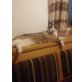 Liebe kater - Kater