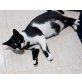 Liebe, schmusige Rania, EKH und Hauskatze - Katze