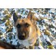 Lieber Bosco sucht aktive Familie - Rüde