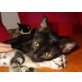 Lieber Schatz Kinki - sucht Liebe   - Kater