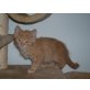 Lieber roter Kater zu verschenken - Kater