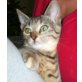 Liebes Katzenbaby Sissi  - Katze