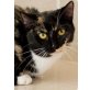 Liebes Katzenmädchen Sweetheart, EKH Mix, Hauskatze - Katze