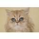 Liebes Perserkitten, Perser - Kater